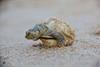 Cientistas decifram conversa de tartarugas 'falantes' no Pará