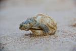 River turtle mothers 'talk' to their hatchlings