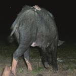 Feral pigs, vampire bats, and infectious diseases in rural Brazil