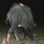 Vampire Bats and Feral Pigs: A Bad Combination for Wildlife and People