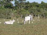 ONG sugere a prática de pastejo rotacionado no Pantanal