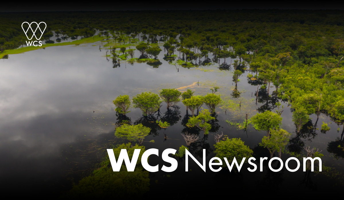 Acesse a Newsroom da WCS